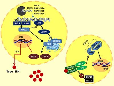 Type I Interferonopathies in Children: An Overview